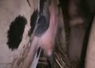 Dude fucking a spotted animal from behind with his hard zoo cock