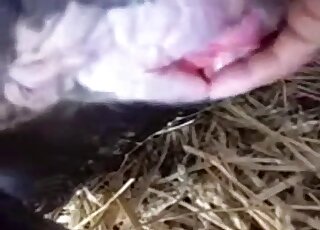 Playing around with animal's pussy in a hot closeup XXX video