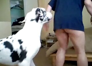 Dalmatian with a big dick is drilling the guy's shapely booty here