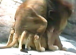 Lion porn movie with a sexy wild cat fucking wildly for the camera