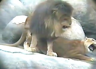 Lion fucking movie with beasts enjoying each other in captivity