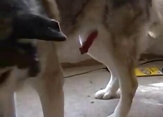 Dude enjoying double handjobs and cock licking in a gay dog porno