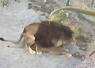 Awesome XXX scene that shows a lion fucking that pussy from behind